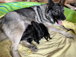 Aspen Norwegian Elkhound Female