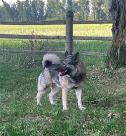 Aspen Norwegian Elkhound Female