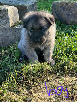 Male Pup from Aspen and Karu