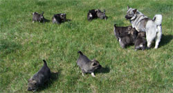 Great Grandma Mia and her litter