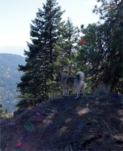 Leif Male Norwegian Elkhound