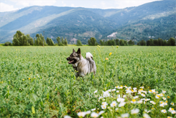 Tika Norwegian Elkhound Female