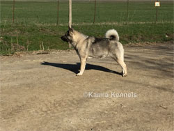 Tika Norwegian Elkhound