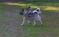 Swix - Norwegian Elkhound out of Sweden