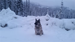 Tika Norwegian Elkhound