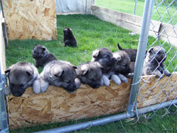 Grandma Tora as a young pup with her siblings