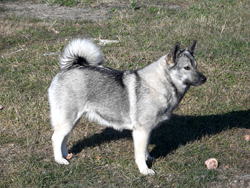 Tora Norwegian Elkhound Female