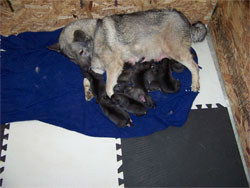 Tika Norwegian Elkhound Foundation Female