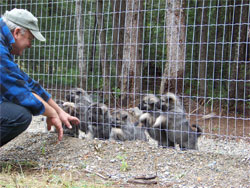 Tika and Kai litter