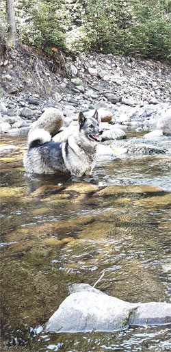 Cinder - Norwegian Elkhound Daughter of Tora