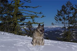 Tora - Norwegian Elkhound Foundation Female