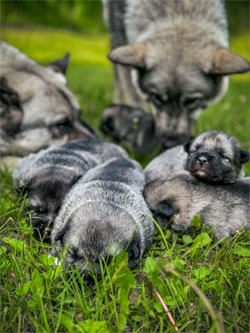 Vaeda Pups Outside