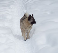 GAEDA Norwegian Elkhound