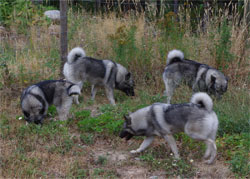 MANE and Jaegar Elkhound Males