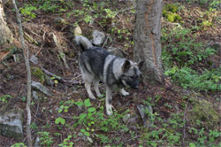 Vida Norrland Hunting Dog Today