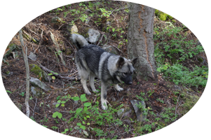 Vida Ancient Lineage Female Elkhound