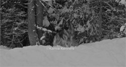 Vida - Elkhound Female - Daughter of Takoda