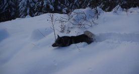 Norwegian Elkhounds in Winter 2018