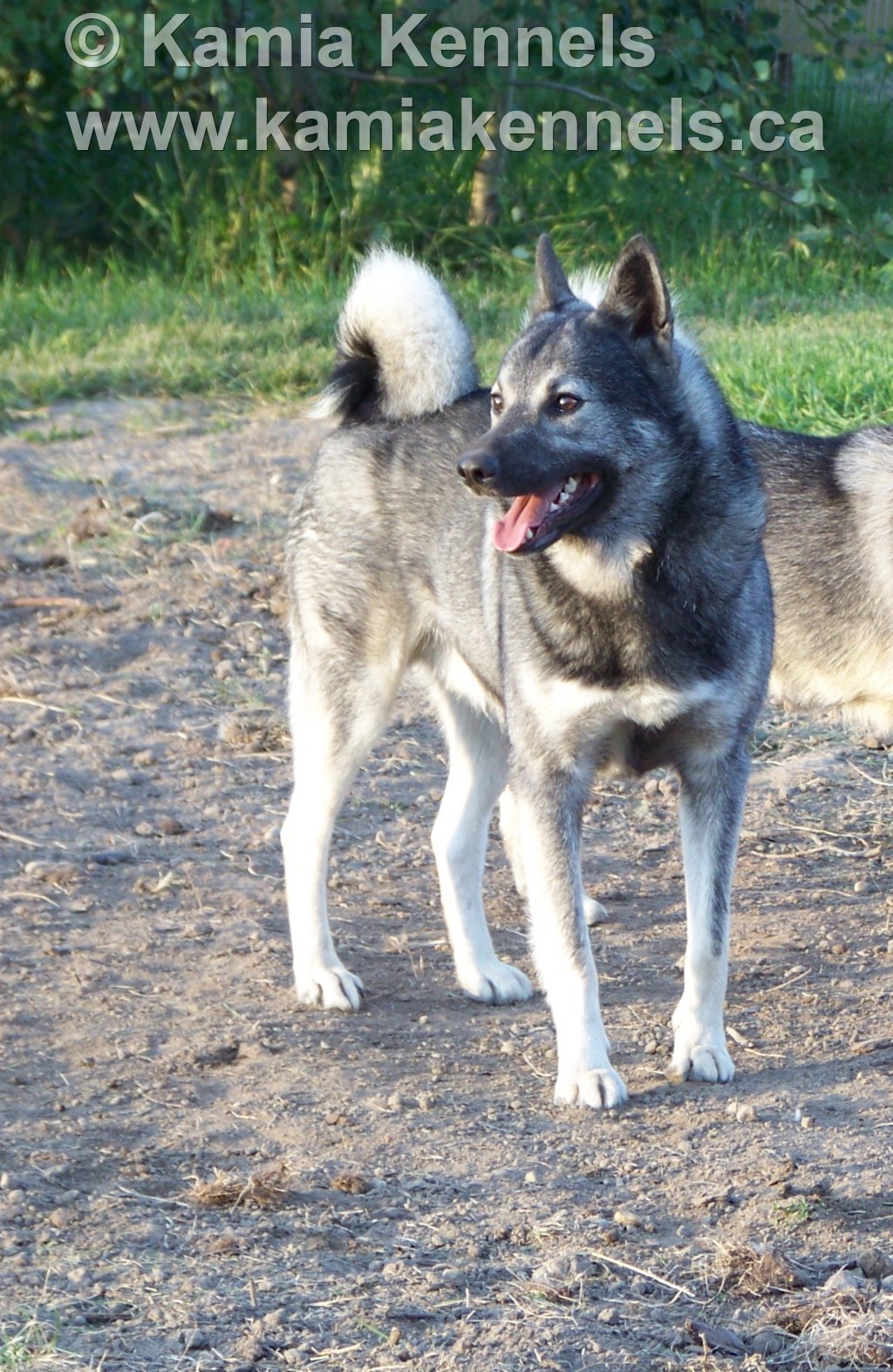 are swedish white elkhound aggressive