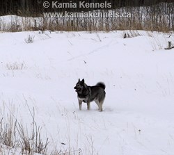 Takoda Ancient Lineage Elkhound