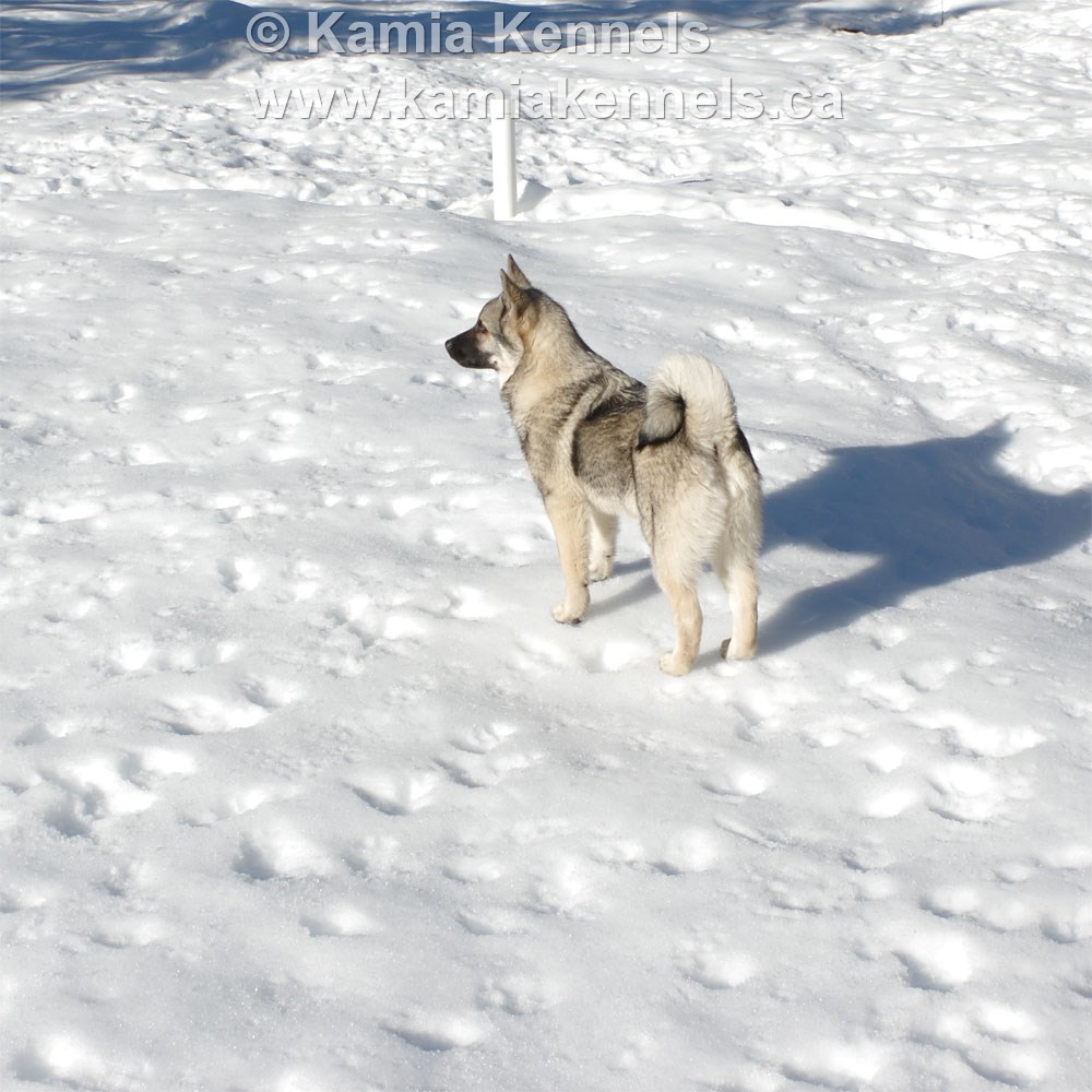 are swedish white elkhound aggressive