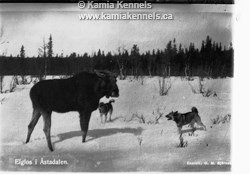 Ancient Swedish Elkhounds