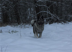 Kalia Elkhound Female December 2018