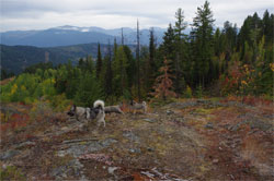 Leif - offleash mountain Rock Star