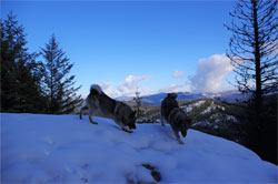Tora and Vida Norwegian Elkhound Sisters