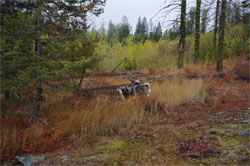 Tuva, Tora and Luna Norwegian Elkhound Females