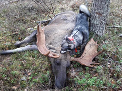 Citi Jamthund Female Moose Hunting