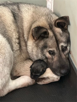 Karia has her first pup