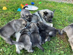 Aspen new litter