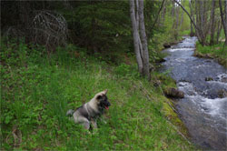 Bowen 4th Generation Elkhound