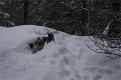 Young Mountain hiking Elkhound Pups