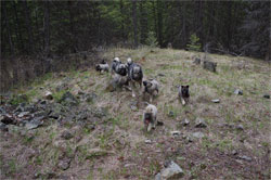 Takoda Elkhound Sire training some pups