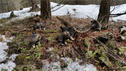 Norwegian Elkhound Pups in Training