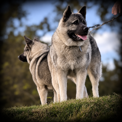 Ari incredible Male Norwegian Elkhound Brother to Riatta
