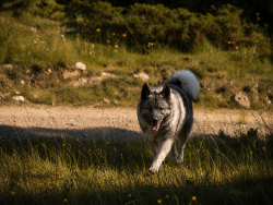 Dagr - Senior Sire Norwegian Elkhound
