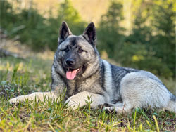 Huff - Norwegian Elkhound