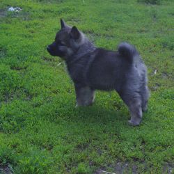 Generations of the best Norwegian Elkhound Pups