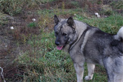 Karu Norwegian Elkhound Sire