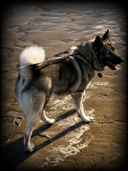 Rush - Norwegian Elkhound