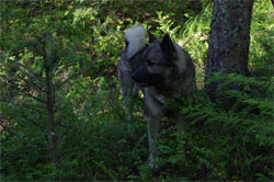 Teeko Norwegian Elkhound Sire