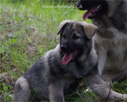 Moki True Golden Ring Heritage Elkhound