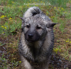 Golden Ring Elkhounds