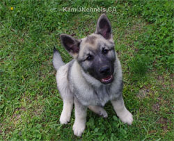 Golden Ring Elkhounds