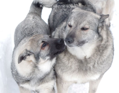 Golden Ring Elkhounds Tora and Desna