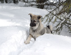 Desna True Golden Ring Heritage Elkhound