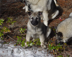 Havoc True Golden Ring Heritage Elkhound